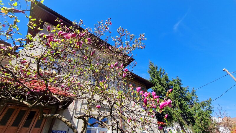 Cotroceni, Gradina Botanica, UMF Carol Davila