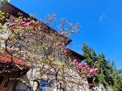 Cotroceni, Gradina Botanica, UMF Carol Davila