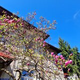 Cotroceni, Gradina Botanica, UMF Carol Davila